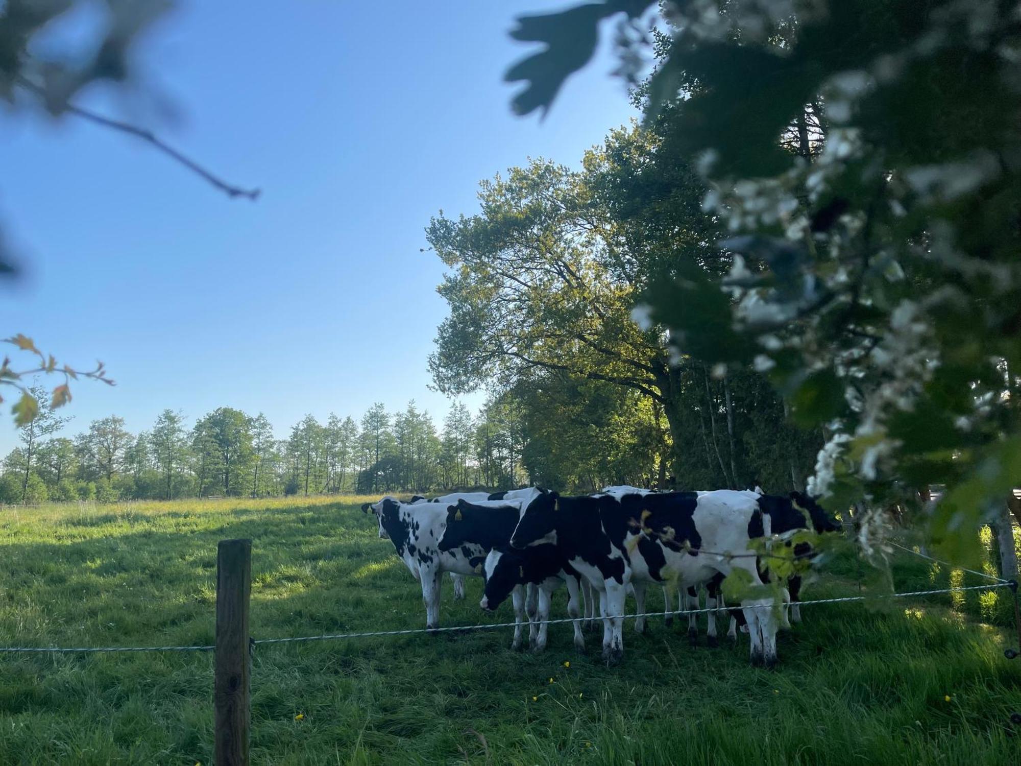B&B 'T Landschap Boelenslaan Zewnętrze zdjęcie